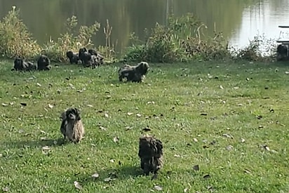 Era um dia lindo, até que oficiais encontram 15 corpinhos com aparência crítica e resolvem ajudar.