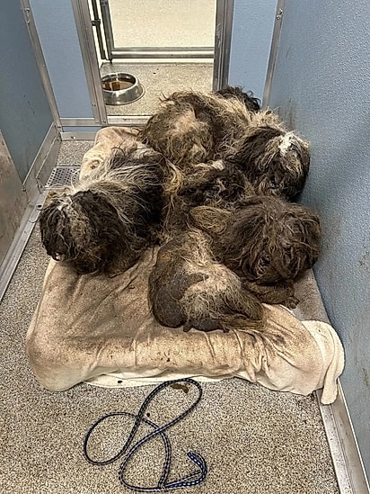 Os cães foram acolhidos com muito amor e cuidado pelo abrigo.