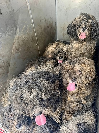 Os cães foram resgatados muito sujos e com os pelos emaranhados.