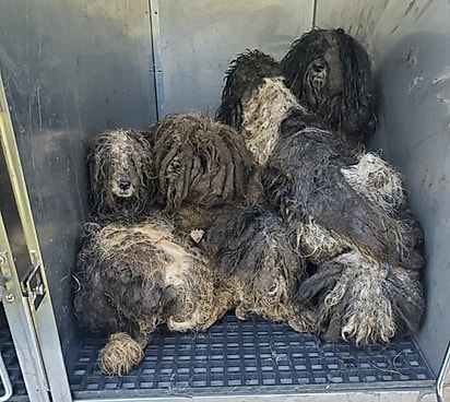 Os cães foram resgatados e encaminhados para o South Suburban Humane Society.