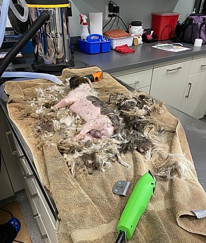 Os cães precisaram ser sedados para que a tosa fosse feito com segurança