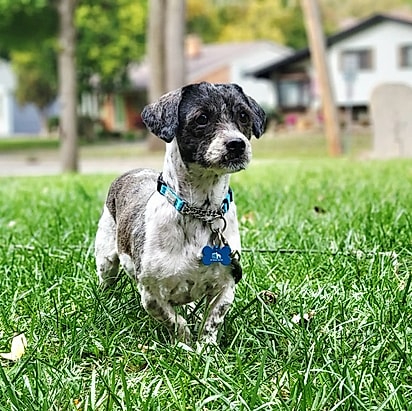 Os cães buscam por lares cheios de amor e segurança.