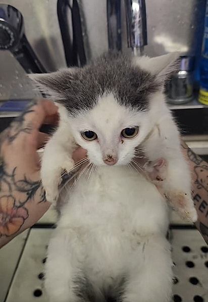 O machinho também tem as pernas mais curtas.