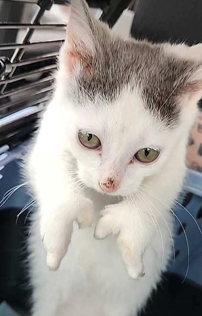 Gatos polidáctilos podem ter de um a vários dedos extras.
