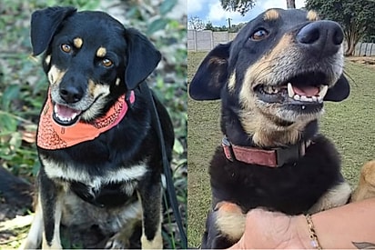 Cachorrinha sorridente que sofria nas ruas ainda espera por um lar.