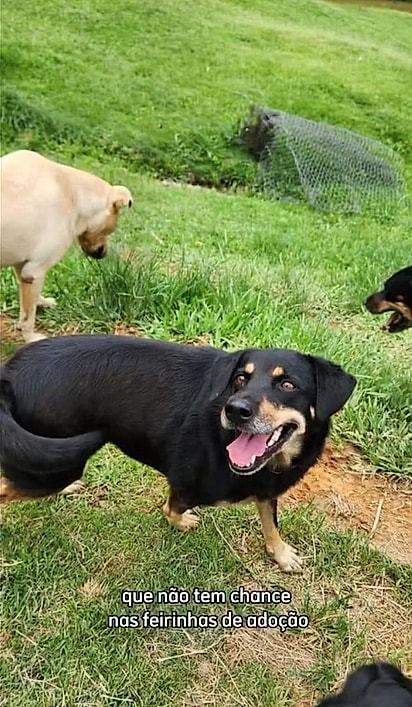 Há quatro anos, Amy espera encontrar o seu lar para sempre.