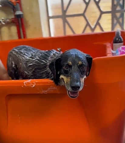 Amy é uma cachorrinha dócil e sorridente.