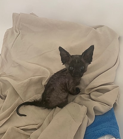 O primeiro destino foi o veterinário.