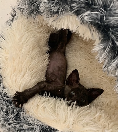 Savannah batizou a nova companheira de Gizmo.