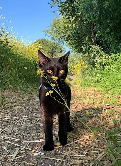 Logo a gatinha começou a se transformar.