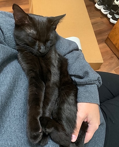 Gatinha Gizmo dormindo no colo da tutora.