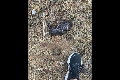 Era para ser apenas uma caminhada normal, até mulher ouvir choros no caminho e mudar sua vida para sempre