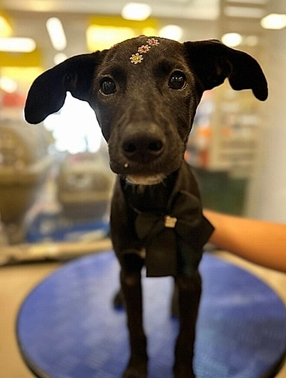 Lolla se tornou o xodó da família. 