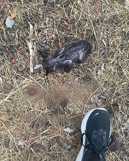 A gatinha estava em estado alarmante.