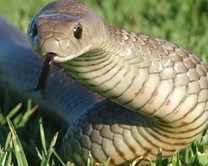 É a segunda cobra terrestre mais letal do mundo.