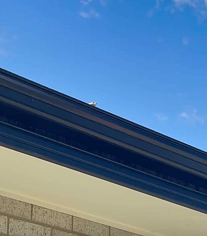 A protetora procurou por todo o quintal e não encontrou.