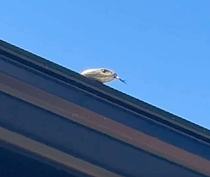 O proprietário mostrou o verdadeiro esconderijo da cobra.