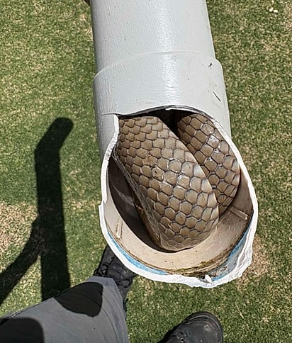 A equipre precisou serrar o cano para pegar a cobra e devolver à fauna longe da civilização.