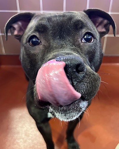 Rocky, um mestiço de pit bull terrier de apenas um ano.