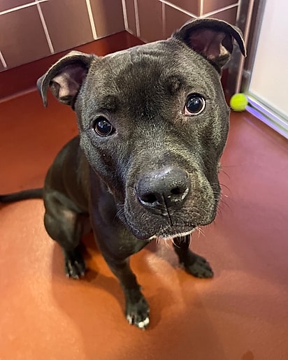 Desde que chegou, Rocky fica chorando baixinho.