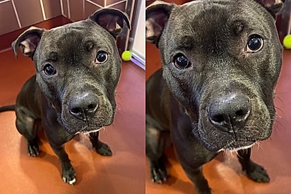 Cão pitbull mix acreditava ter encontrado um lar, mas a vida tinha outros planos — agora ele chora o dia todo