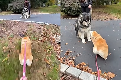 Após um ano sem se ver, cachorrinha corgi reencontra amiga que ela sempre foi apaixonada e vídeo comove a todos