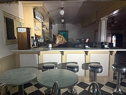 Antes da inauguração, urso invade sorveteria.