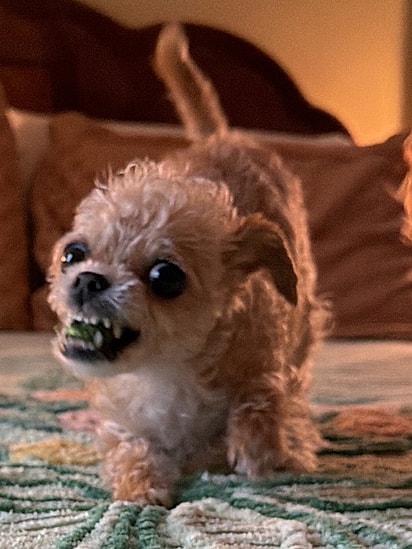 A cachorrinha Spud “luta” com legumes.