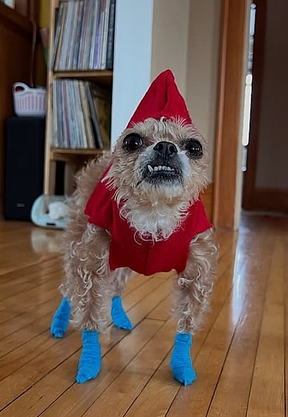 Spud, uma cachorrinha adotada de aproximadamente três anos.
