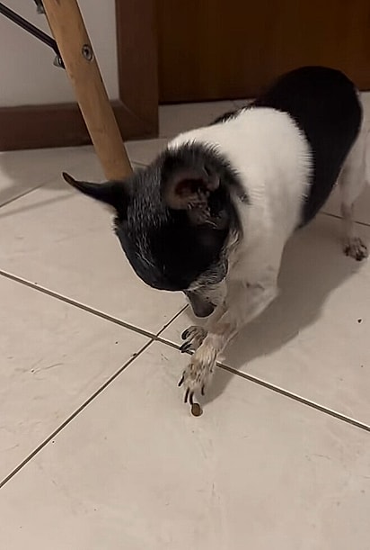 Bruno lutando com o grão de ração.