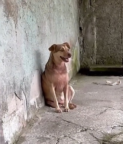 Cacau tem três aninhos e sonha em encontrar sua família para sempre.