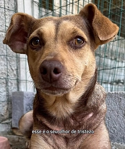 Cacau é uma cachorrinha doce e sociável que sonha em ter uma família.