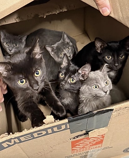 Os voluntários do abrigo ficaram chocados ao descobrir que dentro das caixas havia vários gatinhos abandonados.