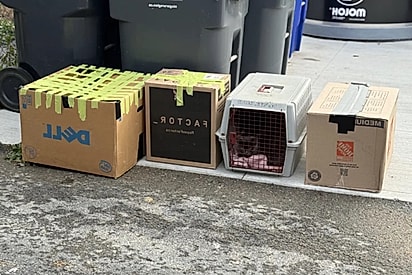 Caixas jogadas no lixo escondiam os rostinhos mais lindos.