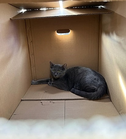 O abrigo frisa a importância de buscar ajuda em vez de abandonar animais.