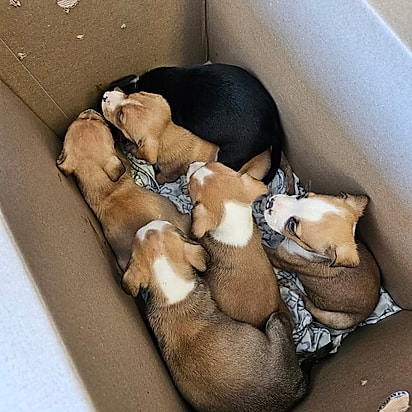 Os cachorrinhos estão bem, recebendo cuidados, carinho e se preparando para encontrar um novo lar.