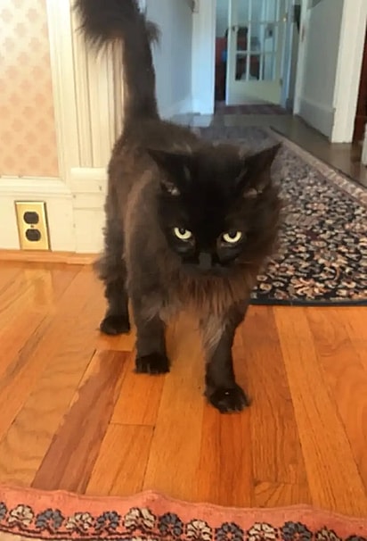 Dylan avistou um gato preto caminhando na vizinhança.