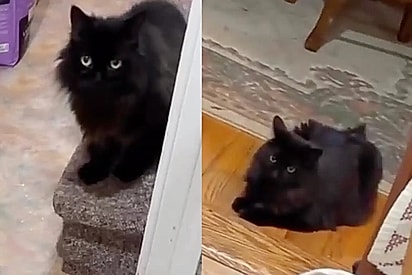 Cuidadora de animais se vira e vê dois gatos idênticos onde deveria haver apenas um