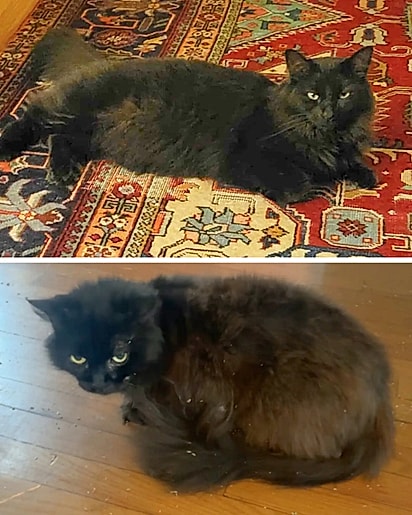 Gato Nemo (cima) e gato Sidney (baixo).