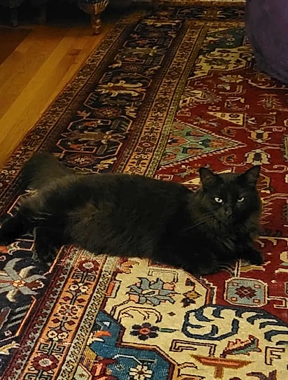 Nemo, o gato preto da casa, aparentemente havia desaparecido.