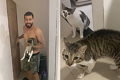 Tutor encontra seu gato na rua, leva ele para casa e logo percebe o equívoco.