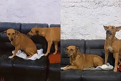 Marido sai à procura de cachorra fugitiva e volta com um clone: agora a família tem caramelas gêmeas