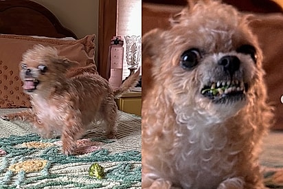 Conheça Spud, o cão que reage exageradamente toda vez que vê coisas insignificantes, como um brócolis