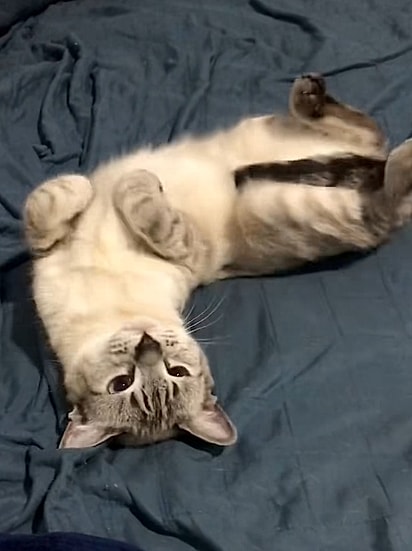 O gato parecia orgulhoso.