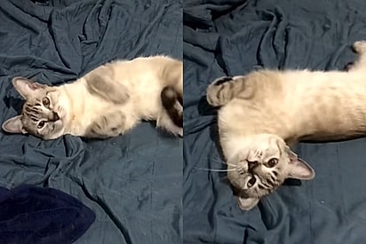 Não gostando do que viu, mulher chega em casa e encontra presente estranho deixado pelo seu gato