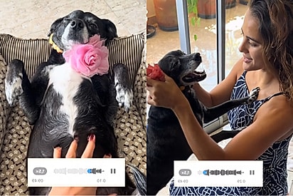 Antes de viajar, tutora deixa pet com a filha junto de recado que faz milhares rirem online.