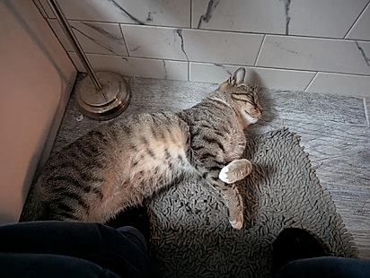 A família adotou o felino.