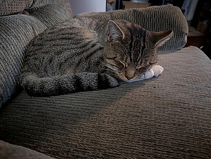 O gato Albert começou a aparecer na casa todos os dias.