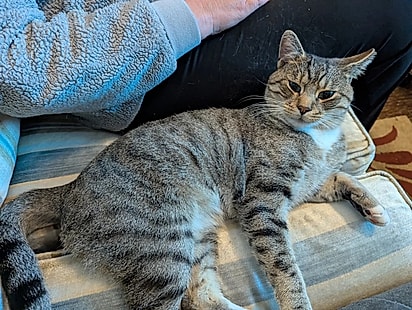 Albert, o gato que decidiu que a família estava pronta.