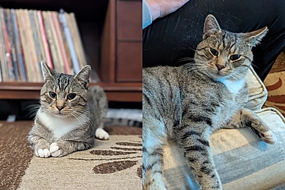 Família vivenciava luto após perder dois gatos - quando de repente um rosto fofo bate na sua porta